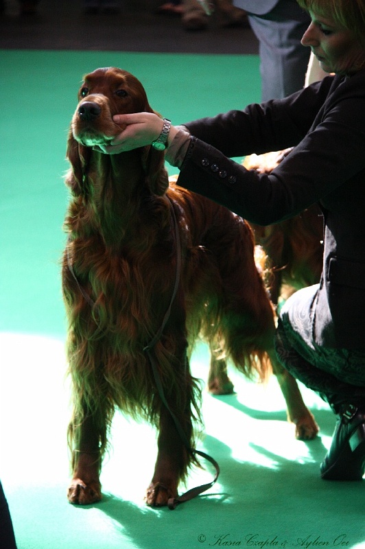 Crufts2011 600.jpg